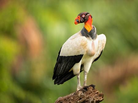 King vulture