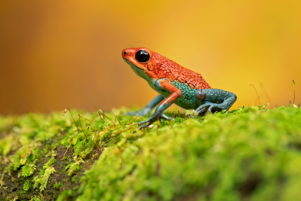 Granular poison frog von Milan Zygmunt