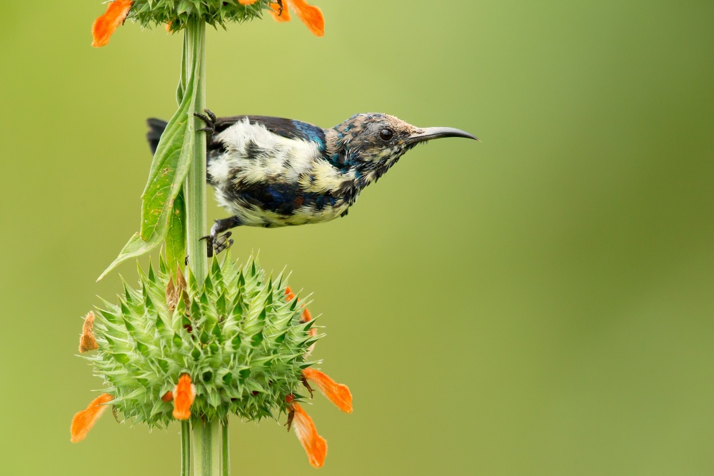 Purple Sunbird von Milan Zygmunt