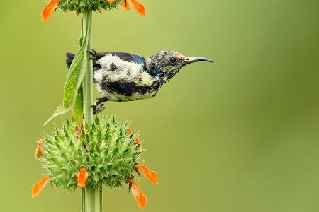 Purple Sunbird