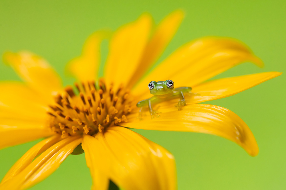 Limon giant glass frog von Milan Zygmunt