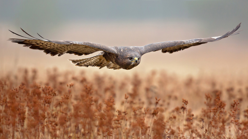 Common Buzzard von Milan Zygmunt