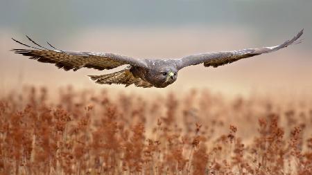 Common Buzzard