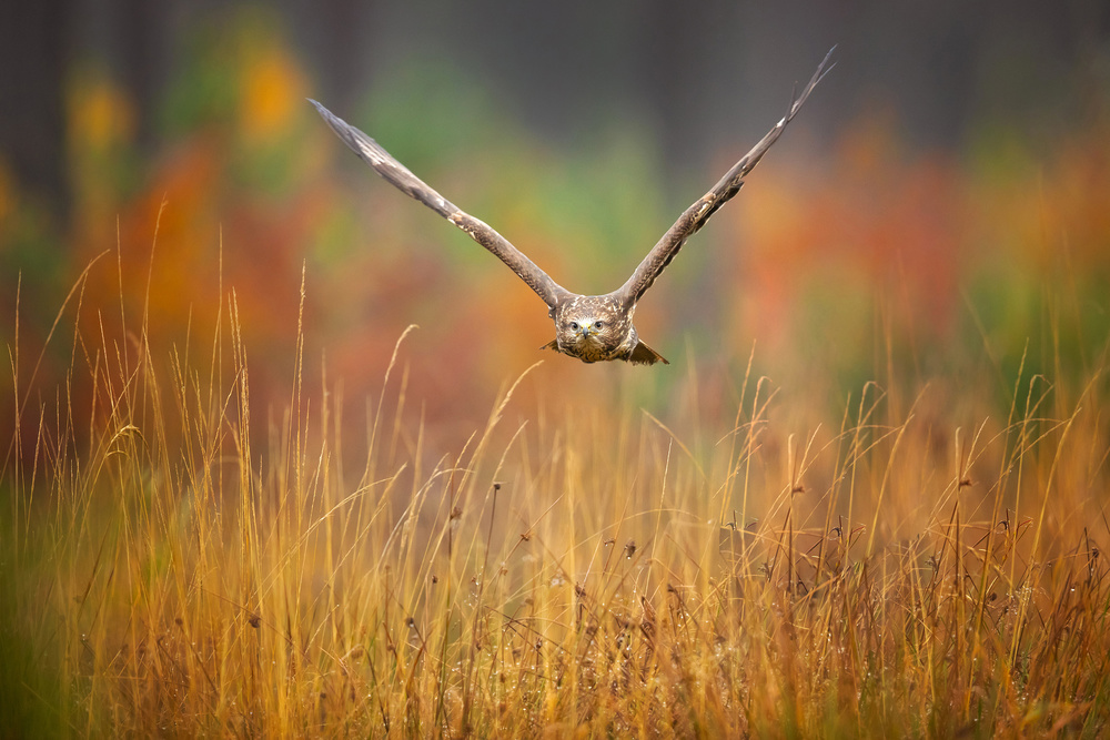 Common buzzard von Milan Zygmunt