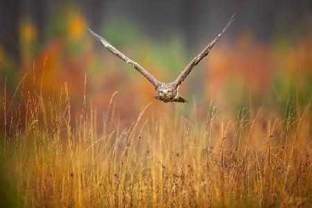 Common buzzard