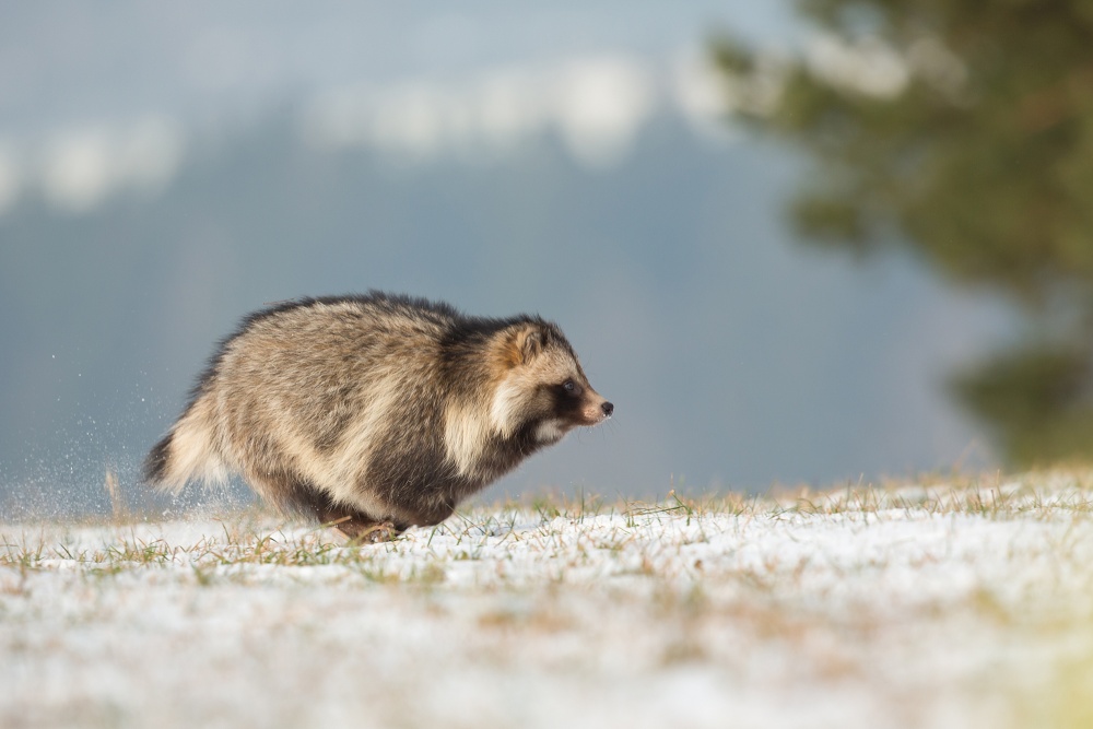 Raccoon dog von Milan Zygmunt