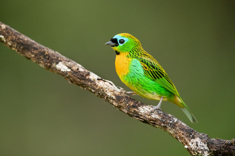 Brassy-breasted tanager von Milan Zygmunt