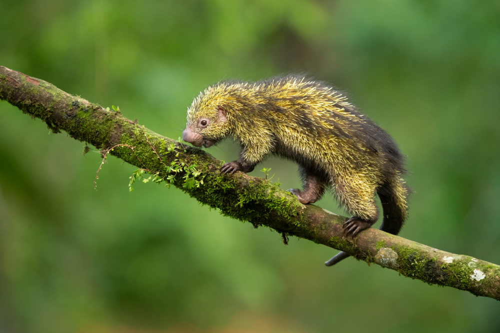 Mexican hairy dwarf porcupine von Milan Zygmunt