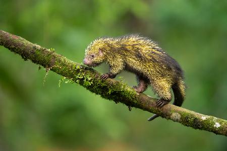 Mexican hairy dwarf porcupine