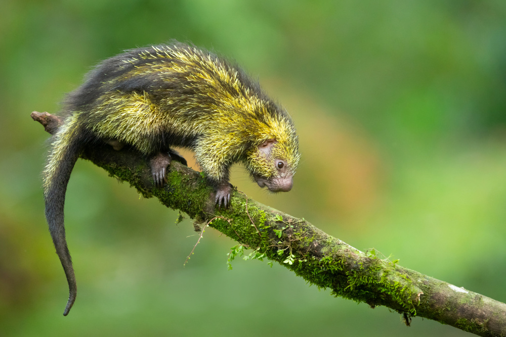 Mexican hairy dwarf porcupine von Milan Zygmunt