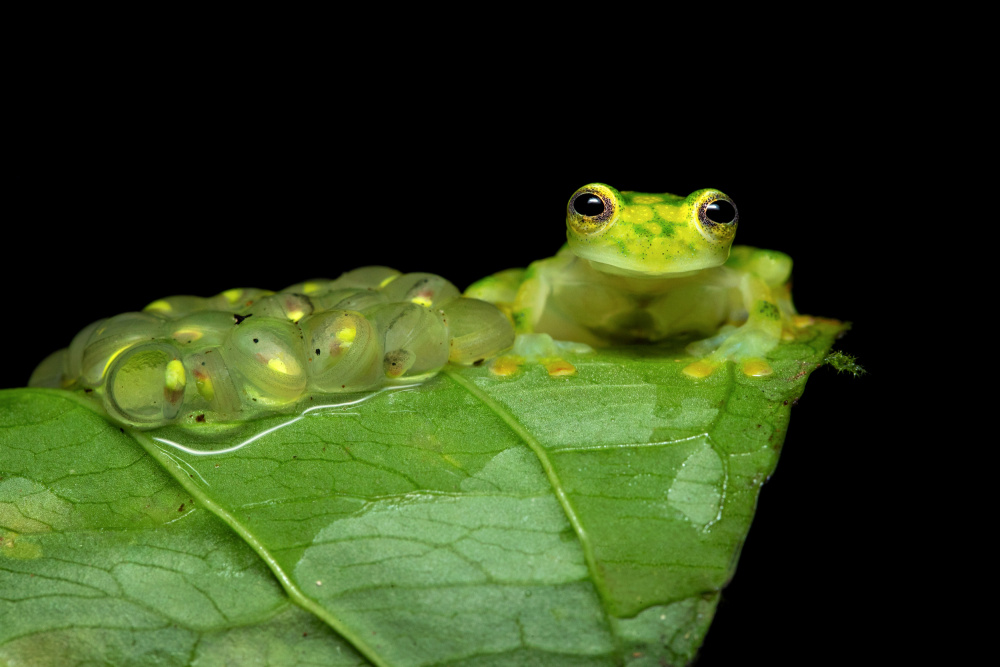 Reticulated glass frog von Milan Zygmunt