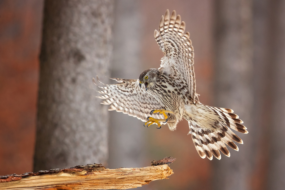 Northern goshawk von Milan Zygmunt