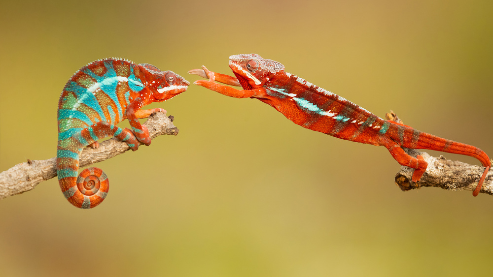 Panther chameleons von Milan Zygmunt