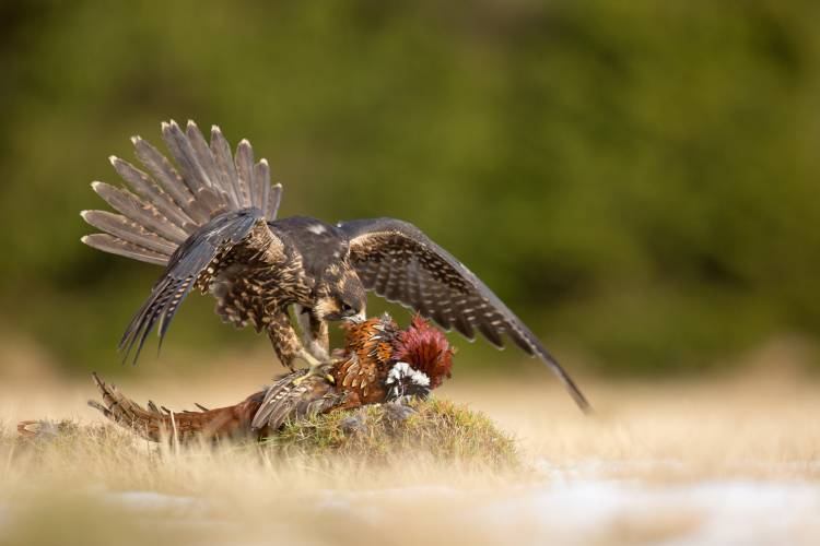 Peregrine Falcon von Milan Zygmunt