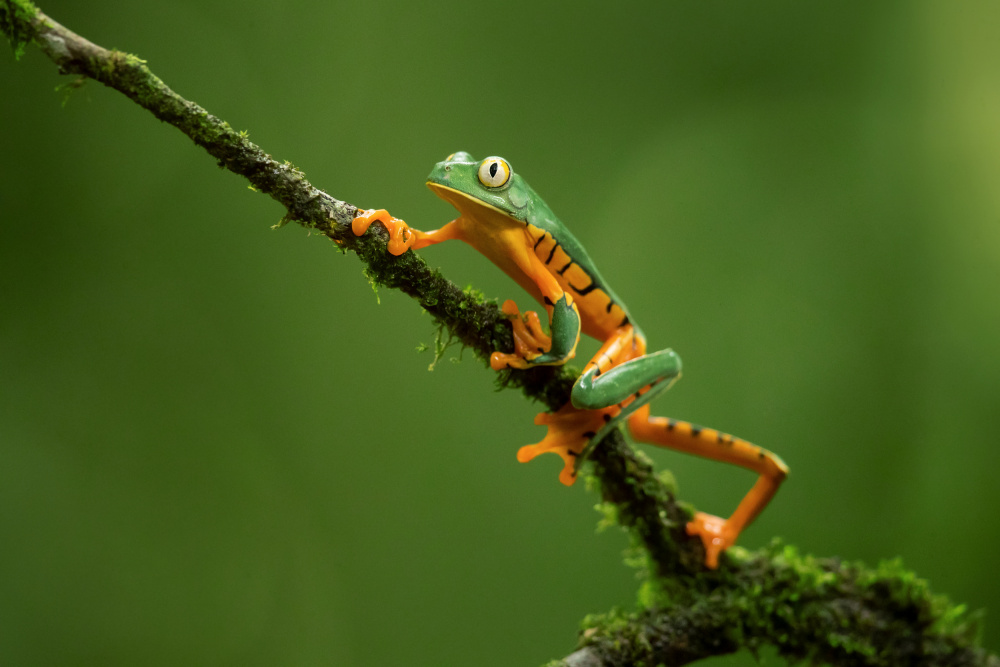 Splendid Leaf Frog von Milan Zygmunt