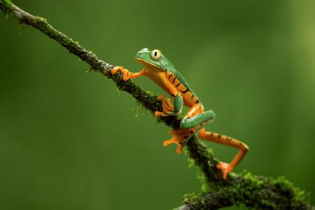 Splendid Leaf Frog