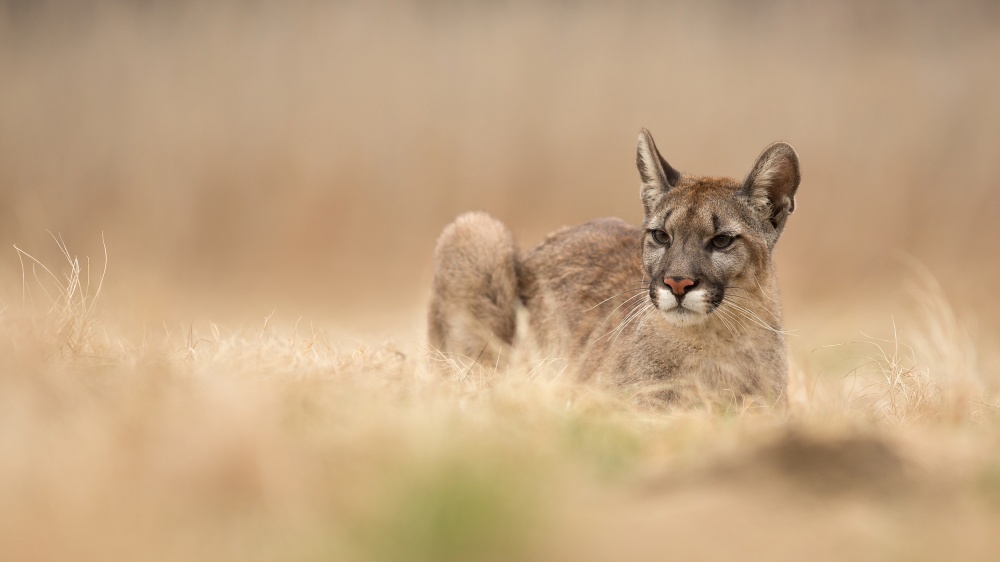 Puma concolor von Milan Zygmunt