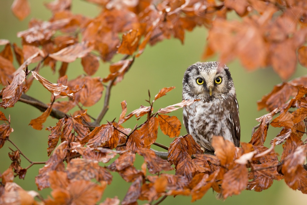 Boreal owl von Milan Zygmunt