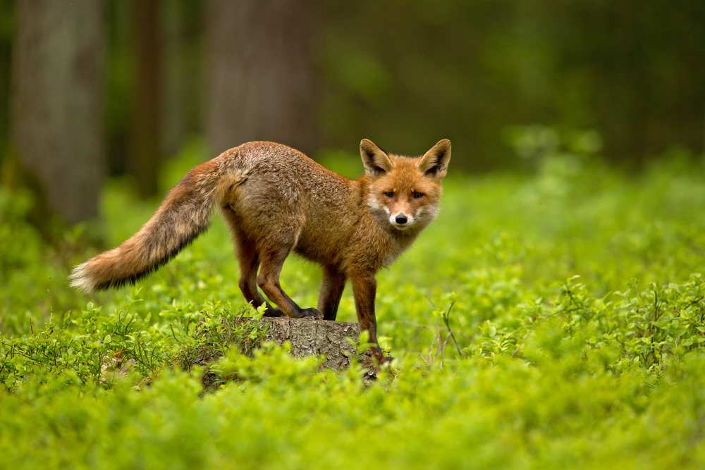 Red Fox von Milan Zygmunt