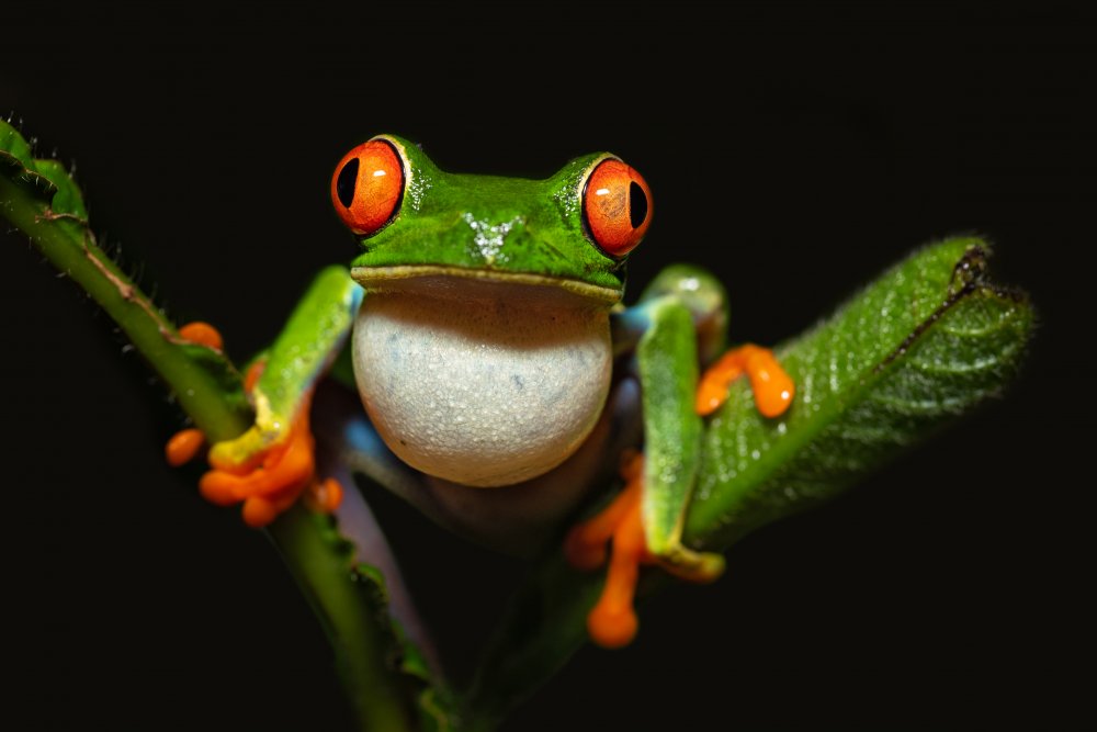 Red-eyed tree frog von Milan Zygmunt