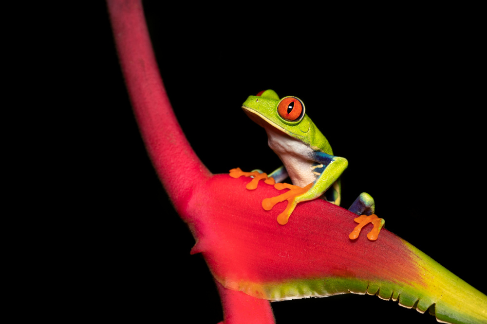 Red Eyed Tree Frog von Milan Zygmunt