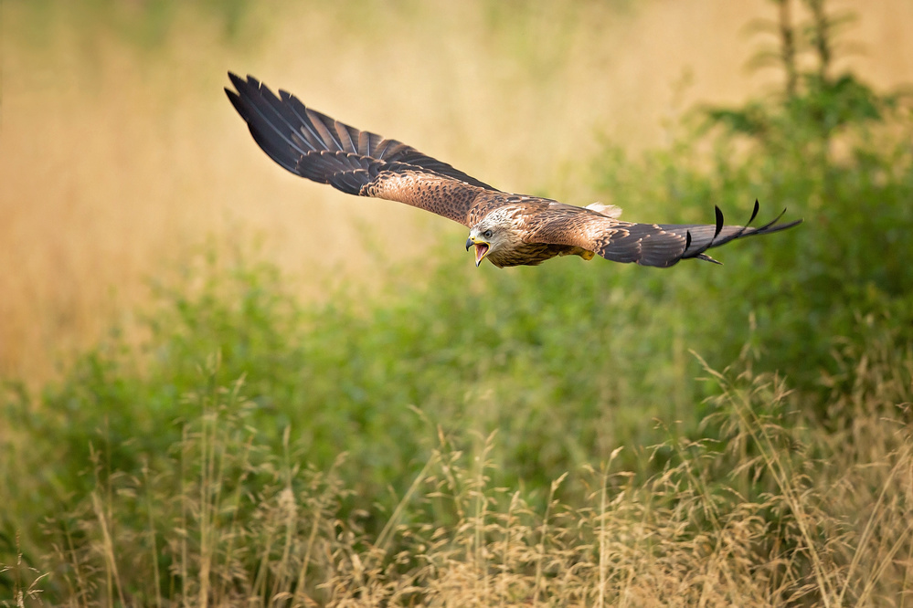 Red Kite von Milan Zygmunt