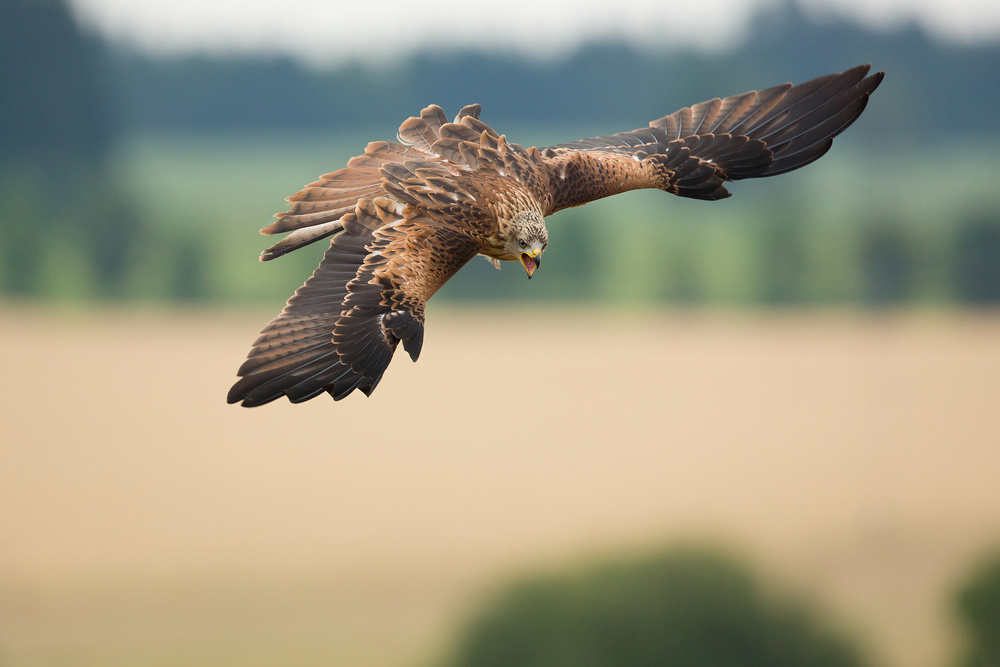 Red kite von Milan Zygmunt