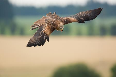 Red kite