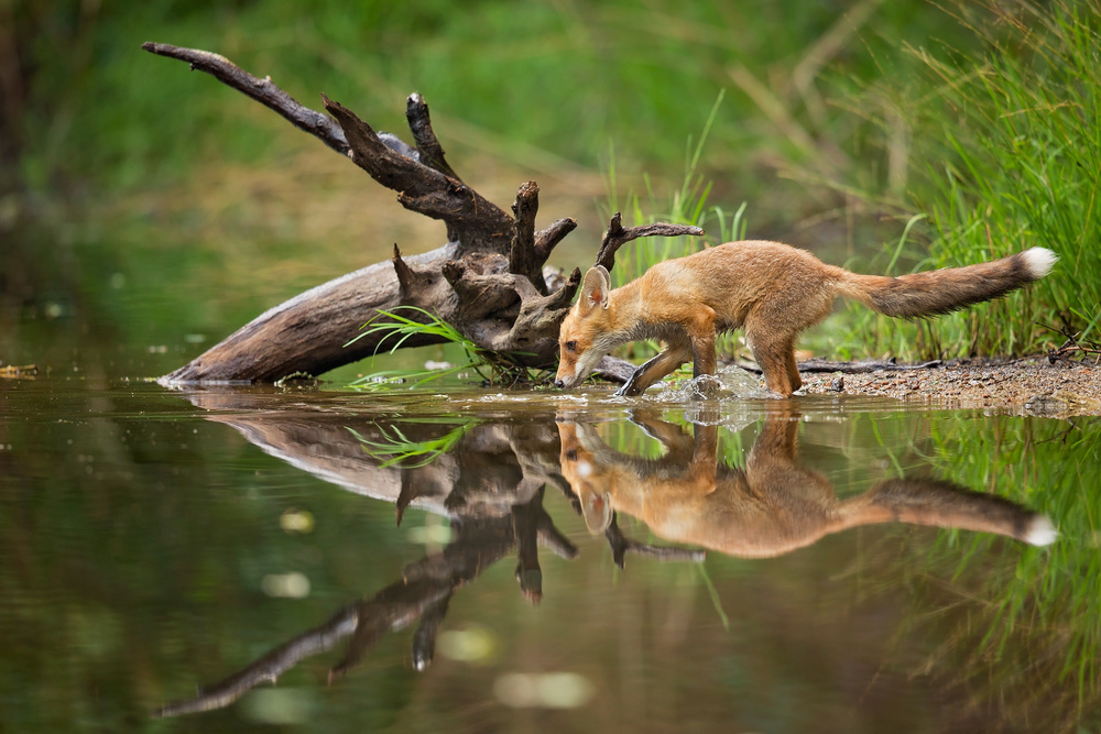 Red Fox von Milan Zygmunt