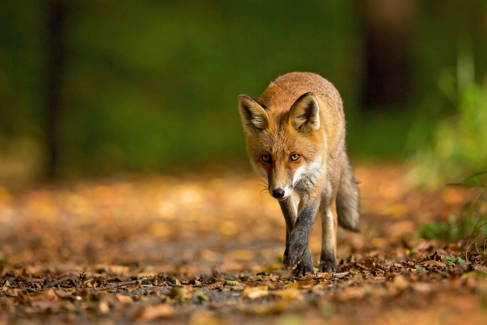 Red Fox von Milan Zygmunt