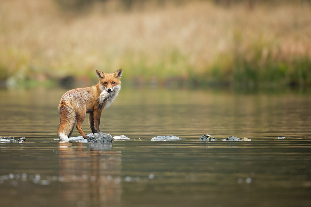 Red Fox von Milan Zygmunt