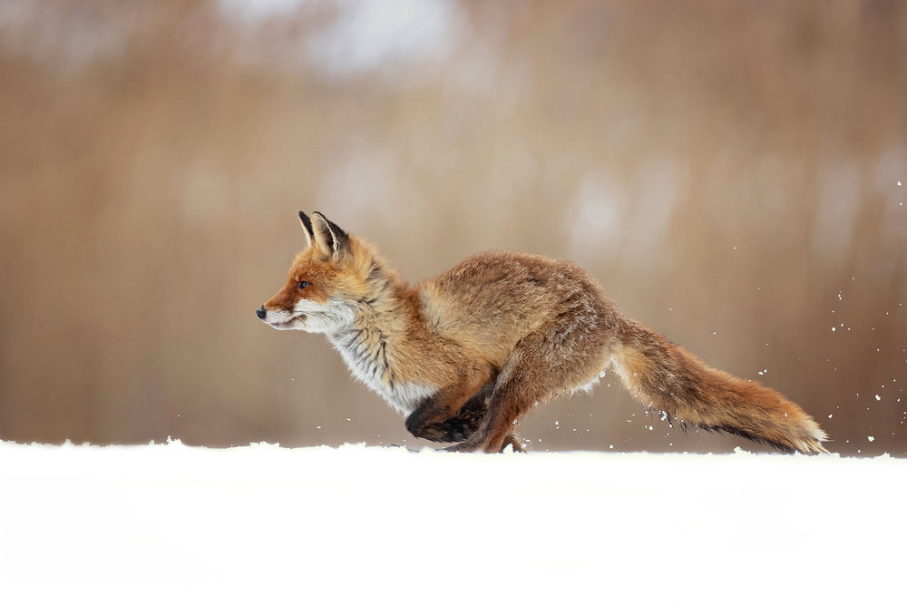 Red Fox von Milan Zygmunt