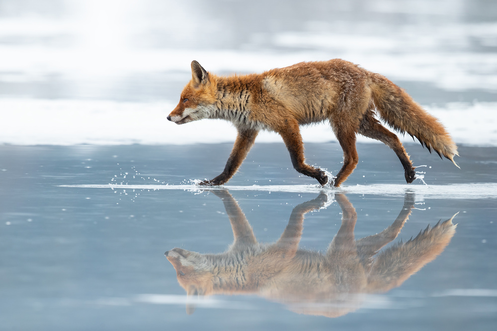 Red Fox von Milan Zygmunt