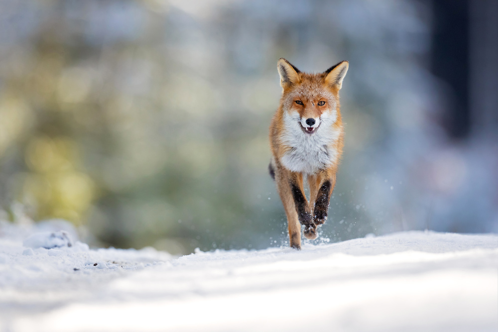 Red fox von Milan Zygmunt