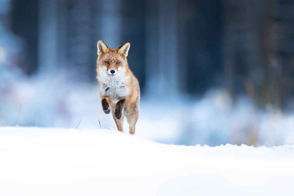 Red fox von Milan Zygmunt