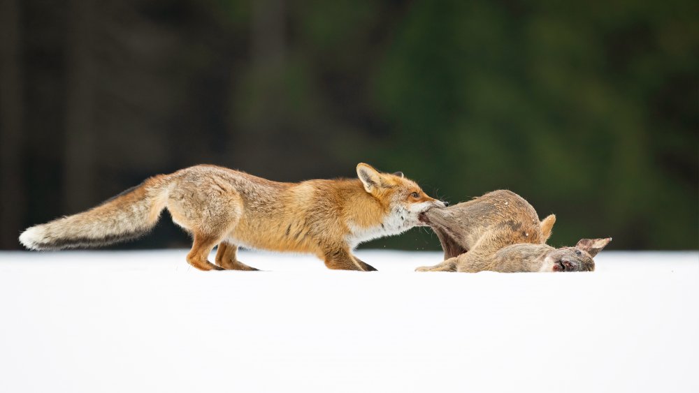 Red fox von Milan Zygmunt