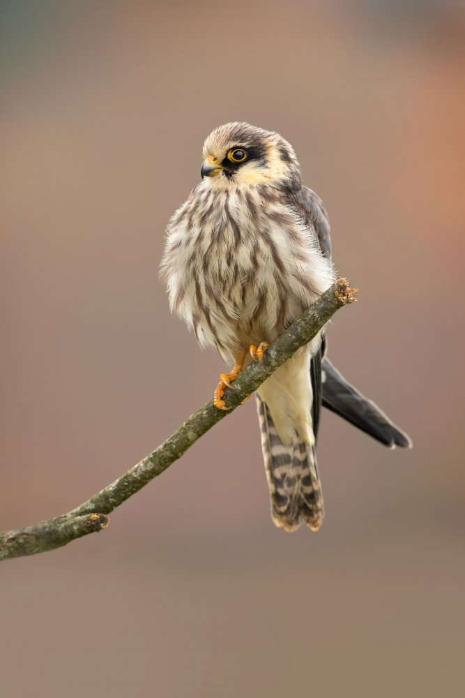 Red-footed falcon von Milan Zygmunt