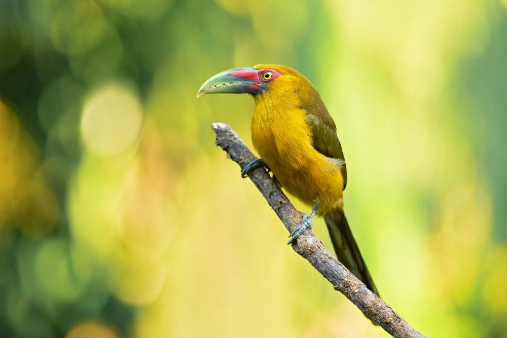 Saffron toucanet von Milan Zygmunt