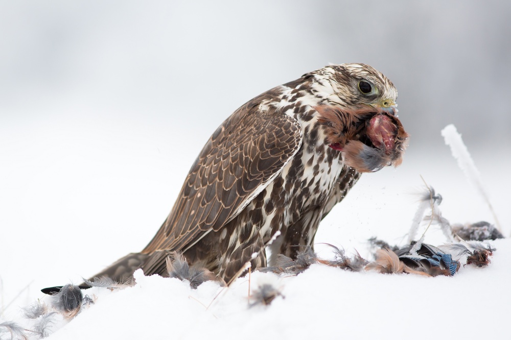 Saker Falcon von Milan Zygmunt