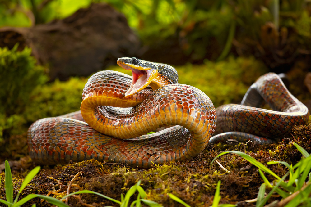 Puffing snake von Milan Zygmunt