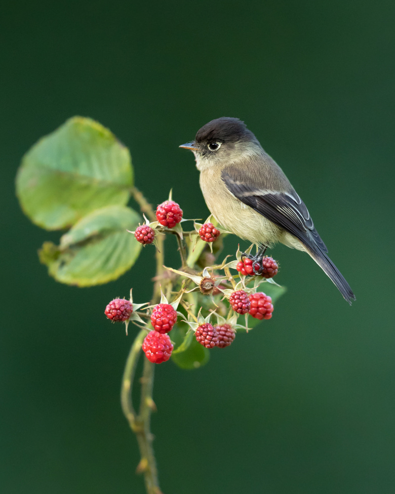 Black-capped flycatcher von Milan Zygmunt