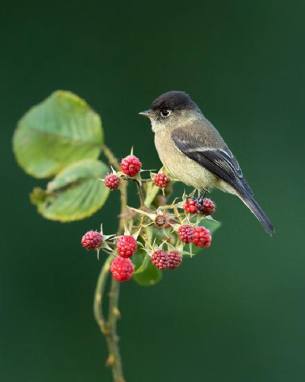 Black-capped flycatcher