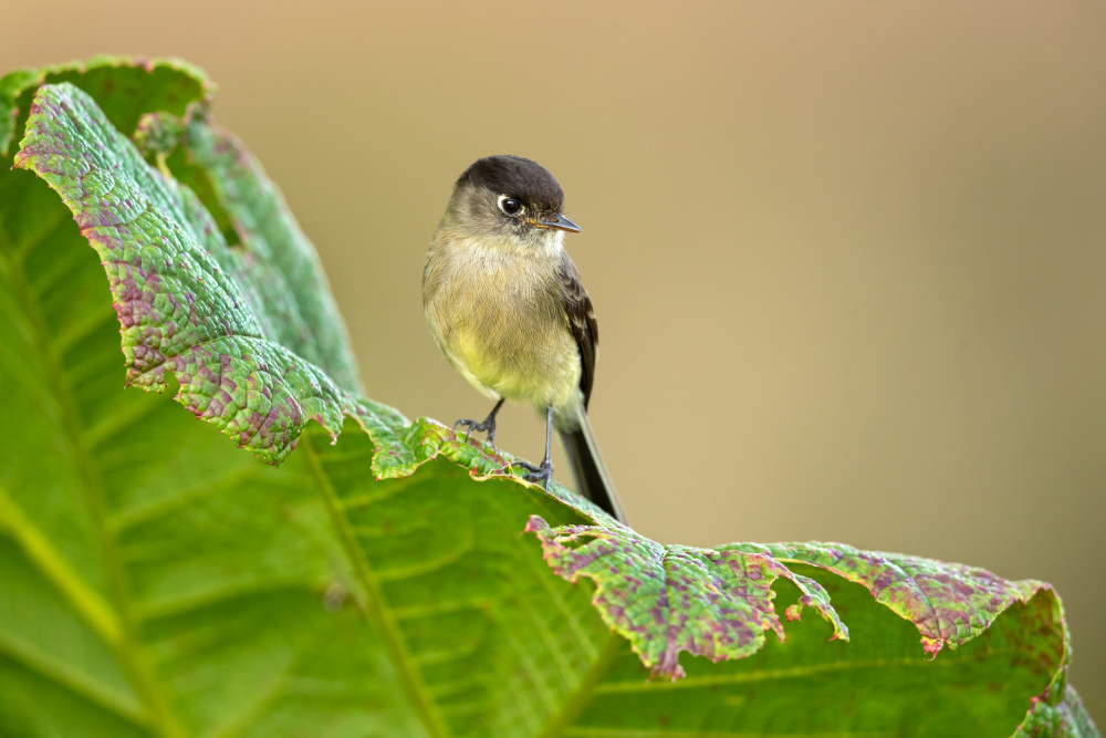 Black-capped flycatcher von Milan Zygmunt