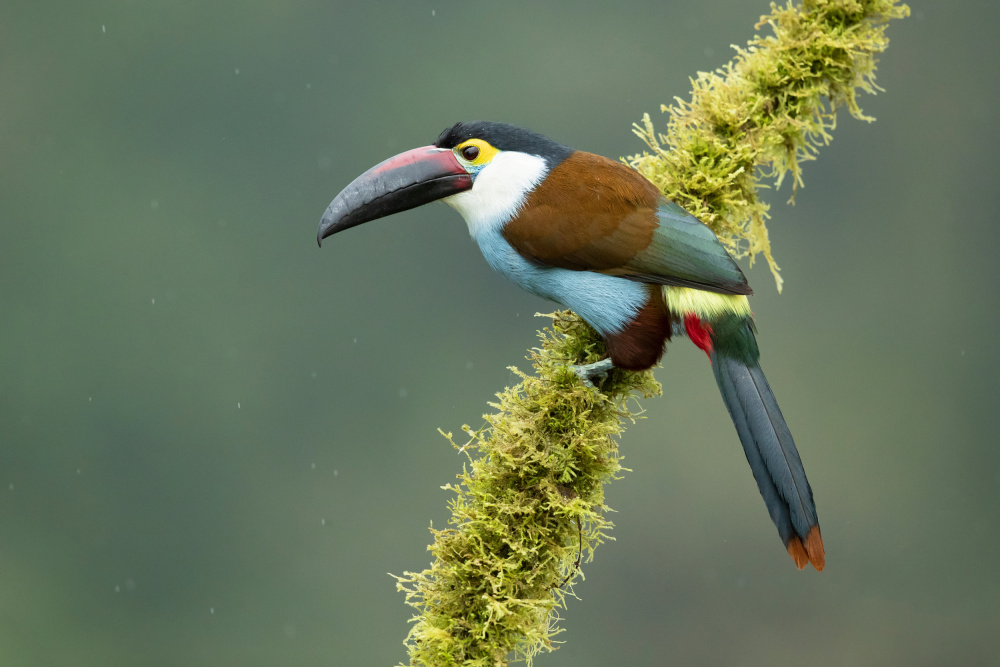 Black-billed mountain toucan von Milan Zygmunt