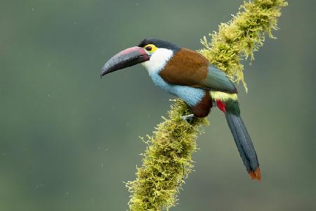 Black-billed mountain toucan