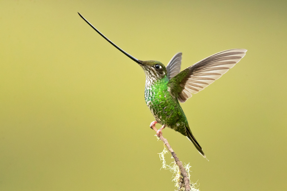 Sword-billed hummingbird von Milan Zygmunt