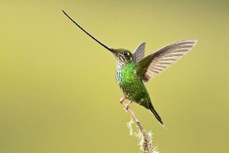 Sword-billed hummingbird