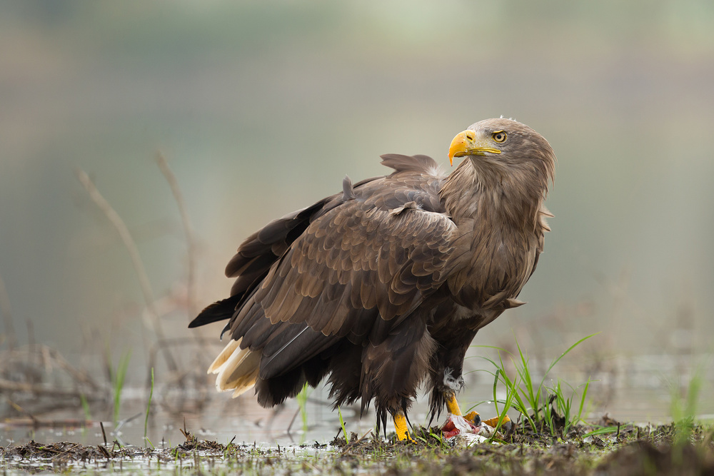 White Tailed Eagle von Milan Zygmunt