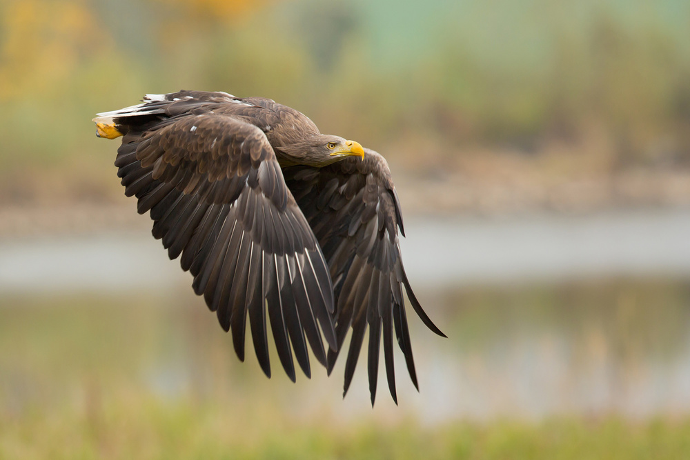 White-tailed Eagle von Milan Zygmunt