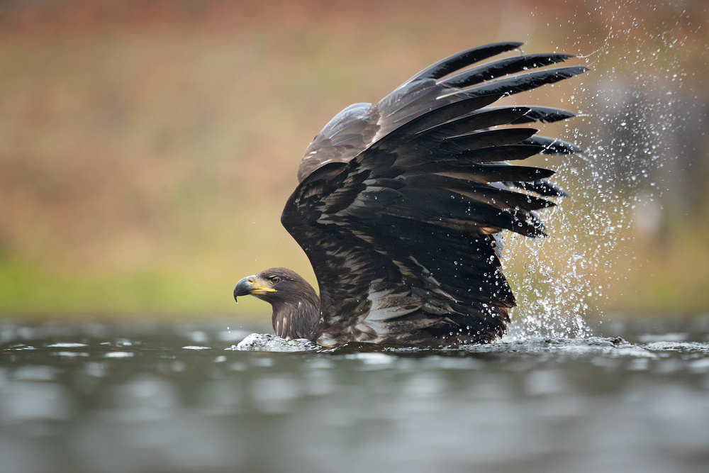 White-tailed eagle von Milan Zygmunt